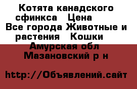 Котята канадского сфинкса › Цена ­ 15 - Все города Животные и растения » Кошки   . Амурская обл.,Мазановский р-н